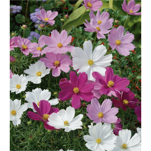 Piccolo - Graine de fleurs