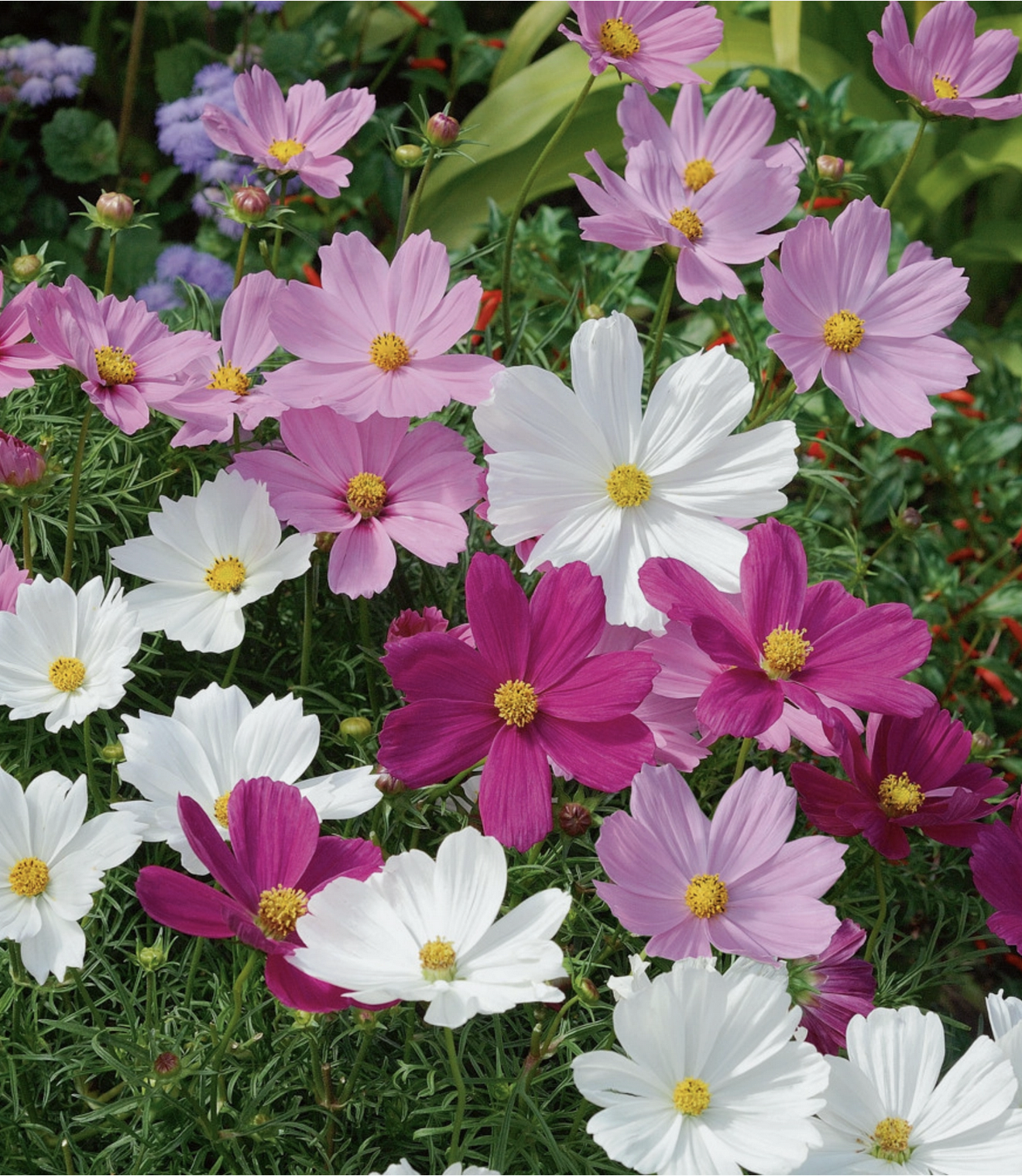 Piccolo - Graine de fleurs